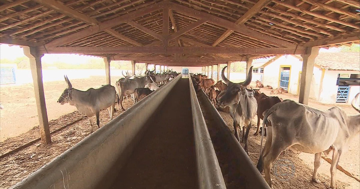 G1 Plantas Alternativas São Usadas Para Alimentar Rebanhos No Nordeste Notícias Em Pernambuco 8816