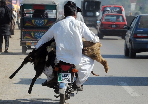 Um homem que viajava na garupa de um moto foi flagrado carregando dois carneiros, na quinta-feira (25), em uma estrada da cidade de Lahore, no Paquistão. (Foto: Arif Ali/AFP)