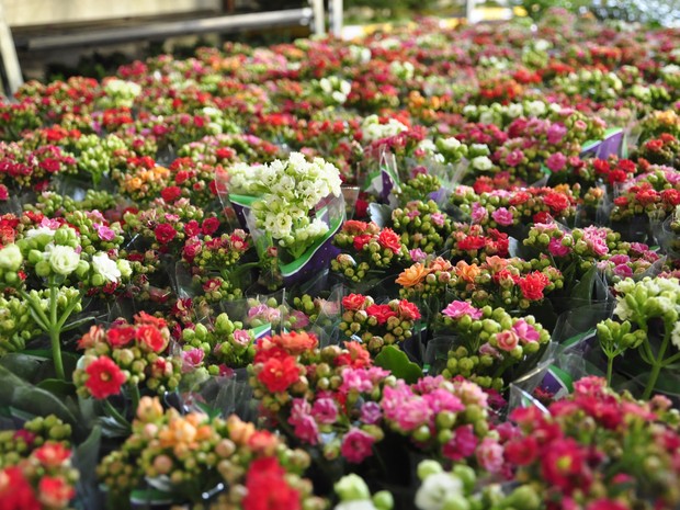 Festival de flores em Cuiabá pode ser visitado até o dia 12 de julho. (Foto: Nathalia Lorentz/G1)