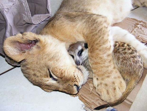 Para surpresa dos funcionários de um parque safári em Sun City, na África do Sul, a leoa ‘Zinzi’ acabou criando uma amizade com o suricato ‘Bob’. Os dois são inseparáveis e chegam a dormir abraçados. (Foto: Matthew Tabaccos/Barcroft Media/Getty Images)