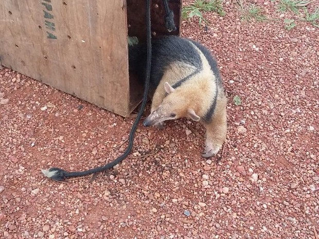 Animal foi solto numa unidade de conservação em Formoso do Araguaia (Foto: Divulgação/Polícia Militar Ambiental)