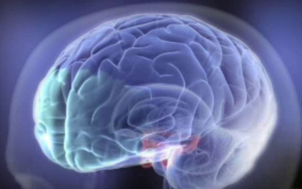 Cientistas descobriram que o c&oacute;rtex pr&eacute;-frontal (em verde), que regularia o autocontrole, continua crescendo at&eacute; os 24 ou 25 anos (Foto: BJ Casey/Temple Law Review)
