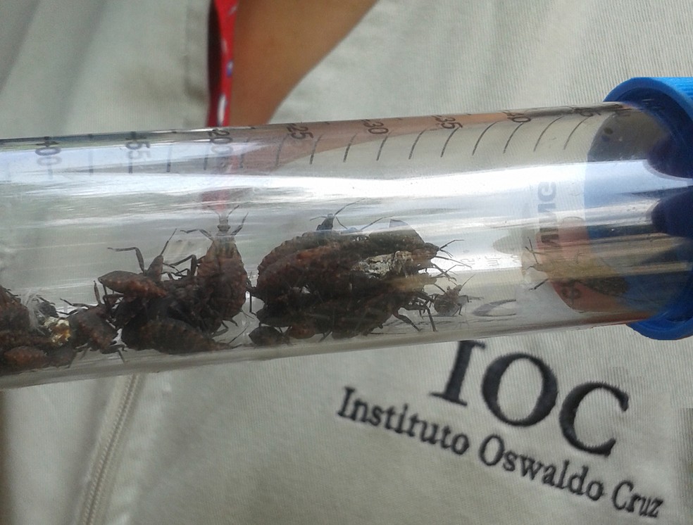 Doença de Chagas é transmitida pelas fezes do inseto barbeiro (Foto: IOC/Fiocruz/Divulgação)