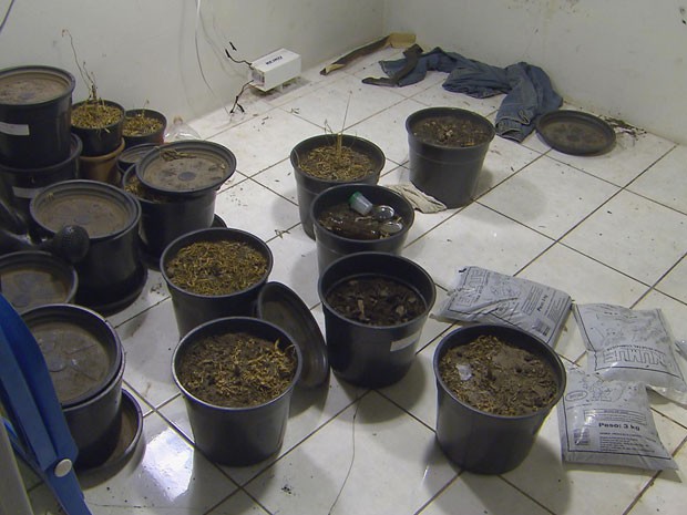 PM-PE apreende 57 kg de maconha e destrói estufa para cultivo da erva (Foto: Reprodução / TV Globo)