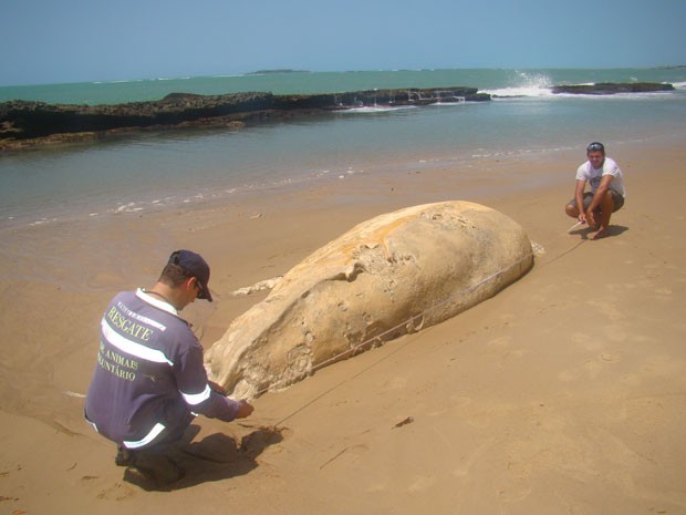 Filhote de baleia chegou morto à Praia de Serrambi, em Pernambuco (Foto: Adriano Artoni/ Arquivo Pessoal)