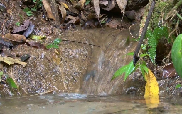 Projeto Nascer das Águas vai preservar nascentes em rios de Cacoal (Foto: Rondônia TV)