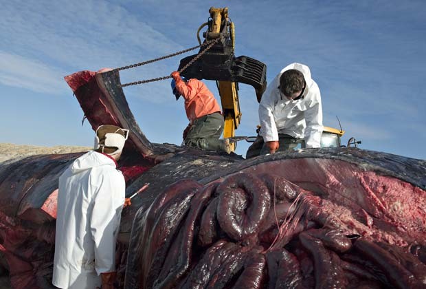 Biólogos preparam transporte de baleias cachalotes encontradas encalhadas em praia da Dinamarca (Fot AFP Photo / Scanpix Denmark / Claus Fisker / DENMARK OUT)