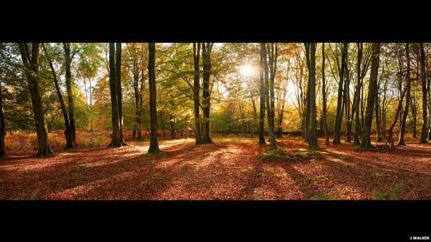 Esta tarde de outono na New Forest, no sudeste da Inglaterra, foi enviada por Jeremy Walker e ganhou na categoria de florestas. As imagens vencedoras do British Wildlife Photography Awards 2012 estão sendo exibidas a partir da próxima semana na Mall Galleries, em Londres, até o dia 22. (Foto: Jeremy Walker)