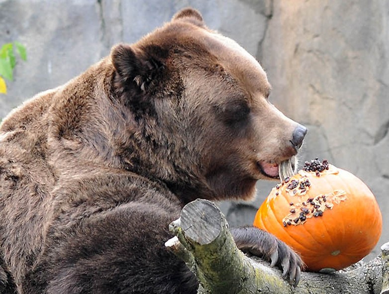 Jim, um urso pardo de 19 anos desfruta de uma abóbora de Halloween no Zoológico de Brookfield, em Brookfield, Illinois. Os animais receberam várias guloseimas para comemorar a data
