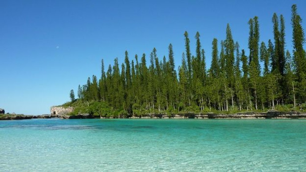 Espécie é natural da Nova Caledônia, no sudoeste do oceano Pacífico (Foto: Wikicommons)