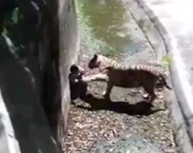 Vídeo mostra ataque de tigre contra jovem em zoológico da Índia (Foto: Reprodução/Facebook/Ravinder Singh Hunny)