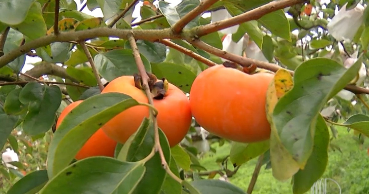 G1 Oferta na safra do caqui em Mogi faz preço despencar notícias em Mogi das Cruzes e Suzano
