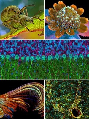 Melhores imagens microscópicas mostram até cérebro de rato; VEJA (Csaba Pintér / Oleksandr Holovachov / Thomas Deerinck / Igor Siwanowicz / Madelyn May)