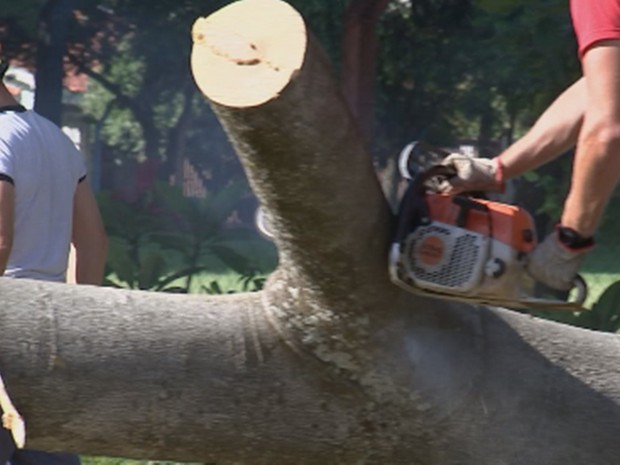 Bombeiros tiveram trabalho para retirar árvore do local (Foto: Reprodução/TV TEM) Bombeiros tiveram trabalho para retirar árvore do local (Foto: Reprodução/TV TEM)