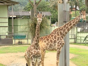 Girafas chegaram ao zoológico em 2007 (Foto: Reprodução RBS TV)