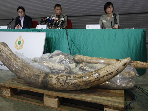 A alfândega de Hong Kong divulgou nesta sexta-feira (16) a segunda grande apreensão de marfim ilegal em menos de um mês. Os enormes dentes extraídos de elefantes somam mais de 1 tonelada e valem cerca de US$ 1,4 milhão. (Foto: Kin Cheung/AP)