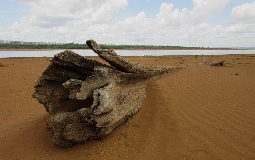 Tronco de árvore fica exposto em terreno arenoso após baixa do volume de água do reservatório do Descoberto (Foto: Alexandre Bastos/G1)