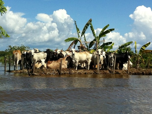 Em muitos locais a criação de gado está ameaçada por conta da cheia (Foto: Daniela Assayag/TV Amazonas)