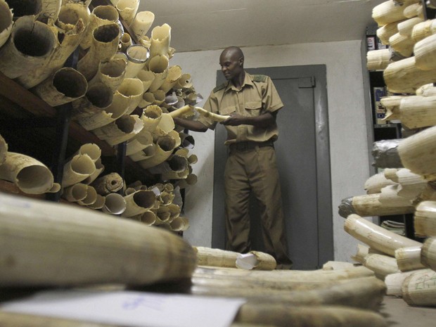 Zimbábue tem 50 toneladas de marfim confiscados de caçadores ilegais e obtidos de outras maneiras (Foto: Philimon Bulawayo/Reuters)