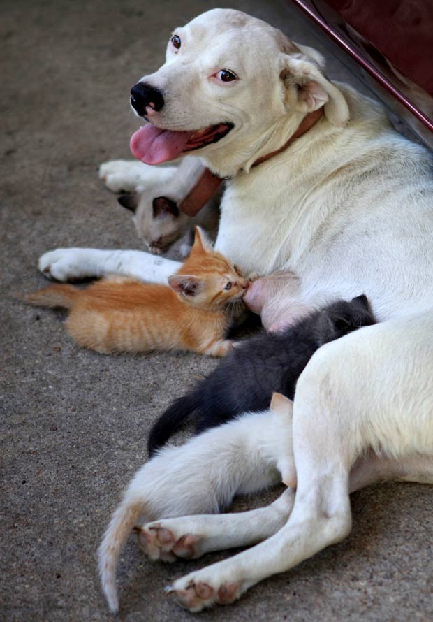 Cadela chamada 'Molly' está amamentando gatinhos órfãos.  (Foto: Max Oden/The Dothan Eagle/AP)