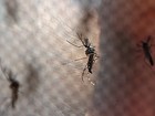 Notificações de casos de dengue têm alta de 862% em Caruaru, no Agreste