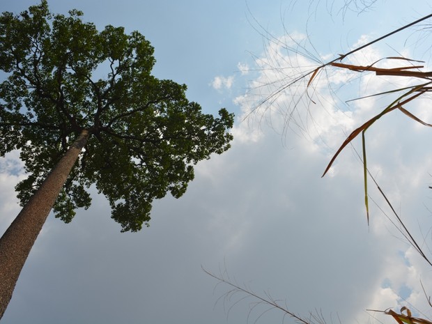 Castanheira do Brasil corre risco de extinção na Amazônia (Foto: Jonatas Boni/ G1)