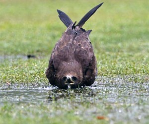 Animais tentam refresco contra 
o calor de 45 graus na Índia (AP)
