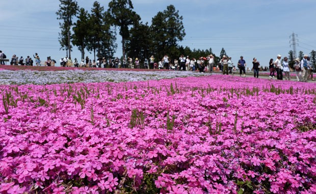 Mais de 400 mil flores da espécie Phlox subulata formam um tapete cor-de-rosa nesta época do ano (Foto: Kazuhiro Nogi /AFP)