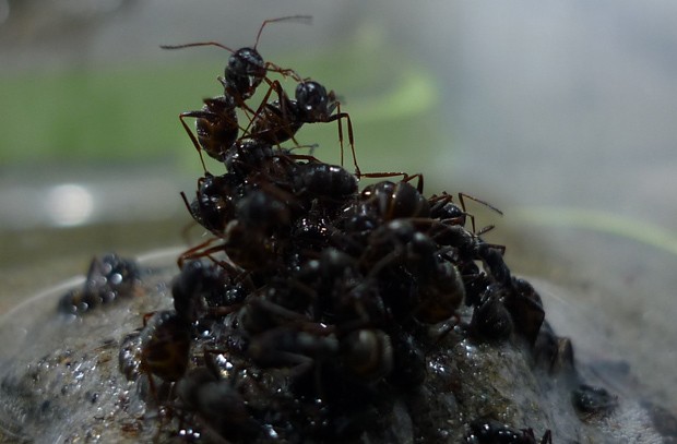 Formigas formam uma balsa para proteger colônia de alagamento (Foto: Jessica Purcell/Divulgação)
