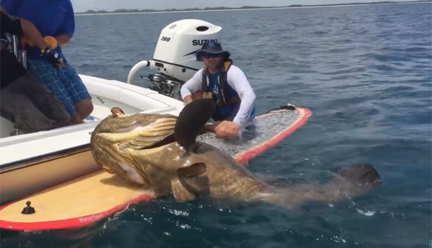 Pescador fisgou garoupa enorme na costa da Flórida (Foto: Reprodução/YouTube/Chew On This)