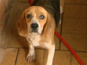 Cão da raça beagle encontrado em canil de Taquaritinga (SP) (Foto: Reprodução EPTV)