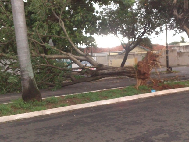 Árvore caiu na Avenida Waltermar Alves, em Araçatuba (Foto: Sattin / Aplicativo TEM Você) Árvore caiu na Avenida Waltermar Alves, em Araçatuba (Foto: Sattin / Aplicativo TEM Você)
