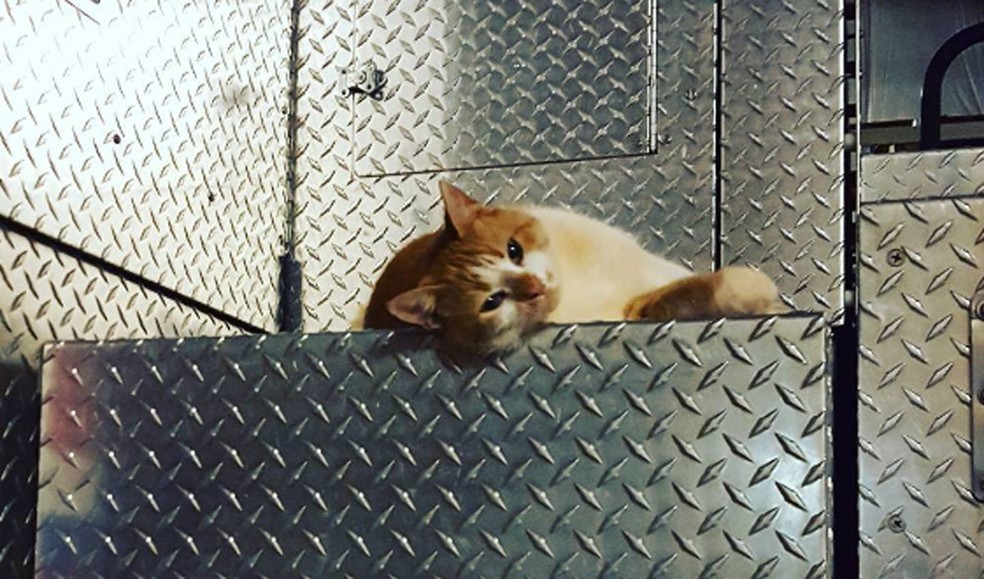 O gatinho Flame (Foto: @flamethearsoncat/Instagram)