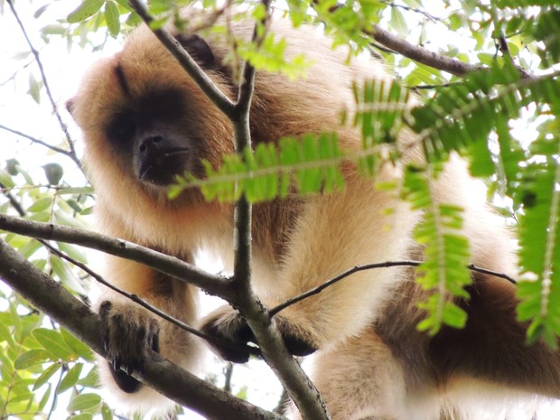 Exemplar de macaco sauá avistado na região de Pitangui (Foto: Norberto Lobato/Arquivo pessoal)