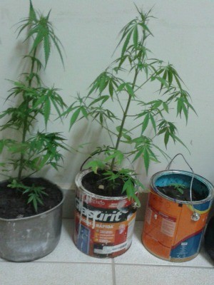 Mulher de 35 anos estaria cultivando maconha em casa (Foto: Arquivo Pessoal)