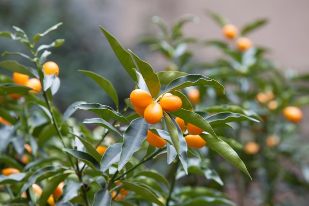Frutíferas na varanda: 8 espécies que você pode cultivar em vasos (Foto: Getty Images/EyeEm)