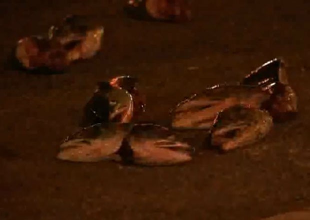 Centenas de cabeças de peixe se espalharam em um cruzamento movimentado em Vancouver (Foto: Reprodução/YouTube/Citytvofficial)