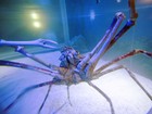 Caranguejo gigante recebe 'casa' nova em aquário na Holanda