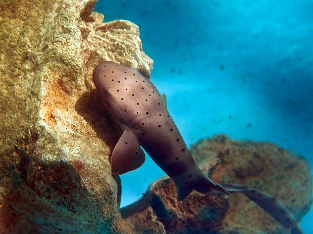 Notícias - Caso raro, tubarão- lixa nasce em aquário na Praia do Forte, na Bahia! Dsc5750_1