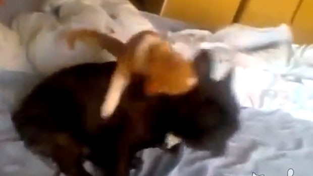 Felino pulou no pescoço de cão e o derrubou na cama, sendo apelidado de 'gato assassino' (Foto: Reprodução/YouTube/ignoramusky)