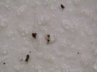 Professores e alunos desenvolvem 'super cola' para capturar Aedes