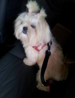 Transporte de animais em Uberlândia (Foto: Bruna Borges/ Arquivo pessoal) Transporte de animais em Uberlândia (Foto: Bruna Borges/ Arquivo pessoal)