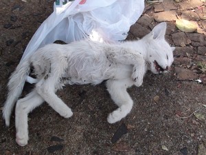 G Morte Cruel De Gatos Em Semana Assusta Moradores De Araraquara Sp Not Cias Em S O