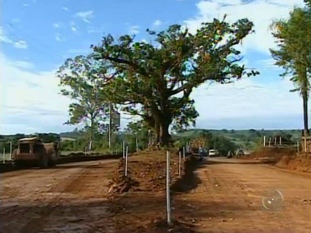 G1 Figueira é preservada e fica no meio de rodovia em obras em