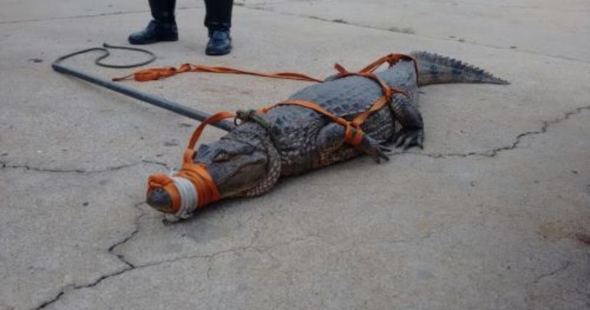Corpo de Bombeiros capturam jacaré no município de Nova Russas ... - Globo.com