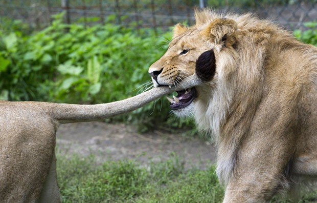 Um leão foi flagrado mordendo a cauda de um rival no zoológico de Olmense em Olmen, na Bélgica. A cena curiosa foi registrada pelo fotógrafo Yves Herman (Foto: Yves Herman/Reuters)