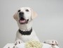 Mudança na alimentação dos cães facilitou domesticação, sugere estudo