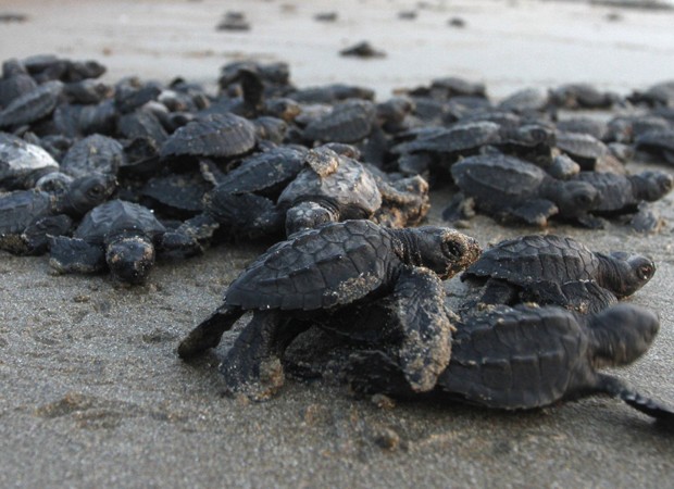 G1 Tamar comemora a soltura de 20 milhões de filhotes de tartaruga