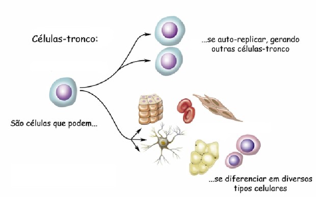 Células-tronco (Foto: Reprodução)