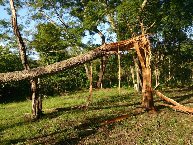 G Raio Atinge Rvore E Queima Todos Os Eletrodom Sticos De Ch Cara